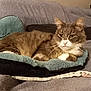 Rubis participe au concours pour gagner de l'argent avec cette photo : cat, pet, gray_cat, white_cat, feline, fur, whiskers, pet_bed, couch, indoor, relaxed, resting, animal, cozy, home, soft_texture, laying_down, close_up, domestic_cat, calm