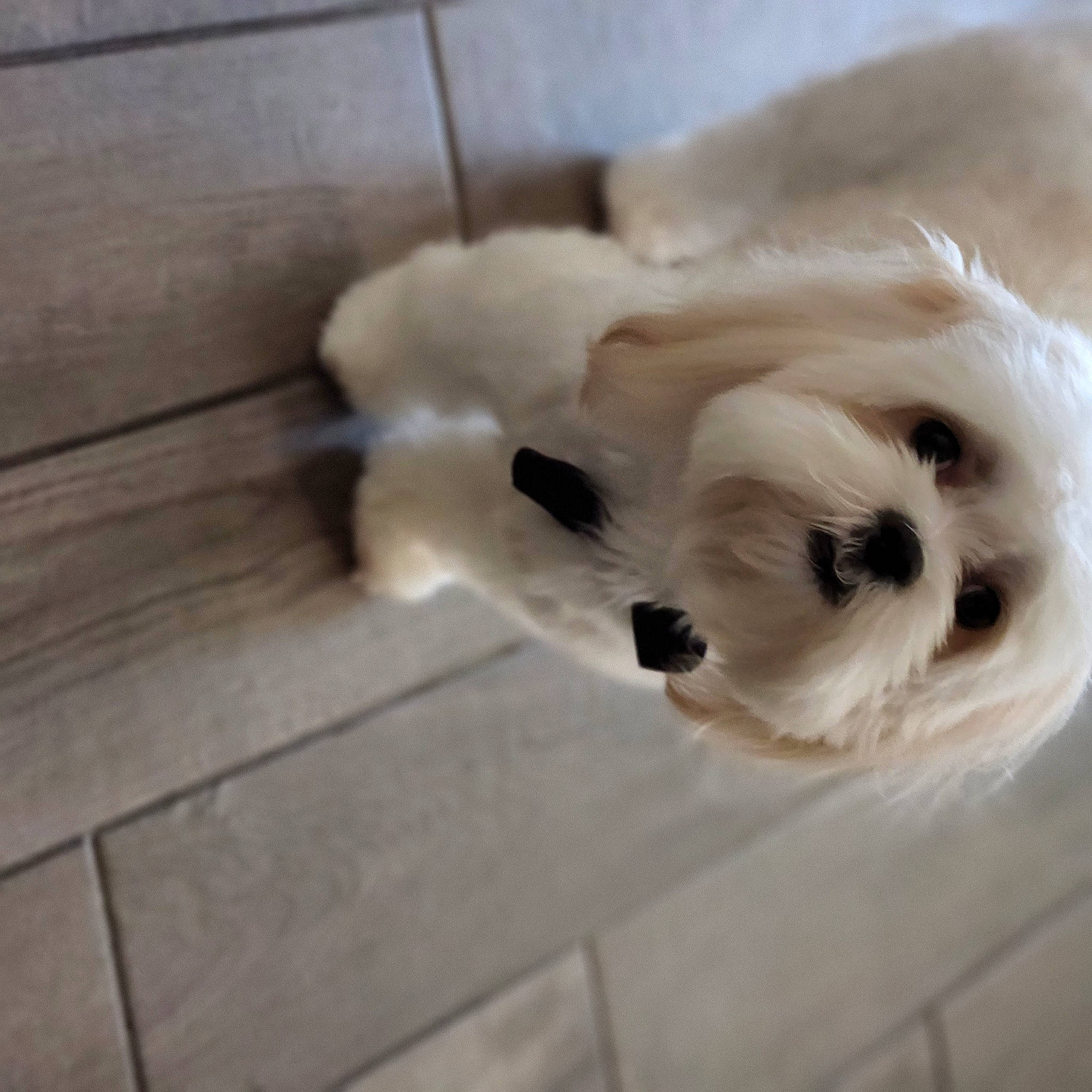 Max is registered to the contest to win money with this photo: canidae, carnivore, companion_dog, dog, dog_breed, fawn, flooring, fur, hardwood, paw, small_terrier, snout, sporting_group, stuffed_toy, terrier, toy, toy_dog, whiskers, wood, working_animal