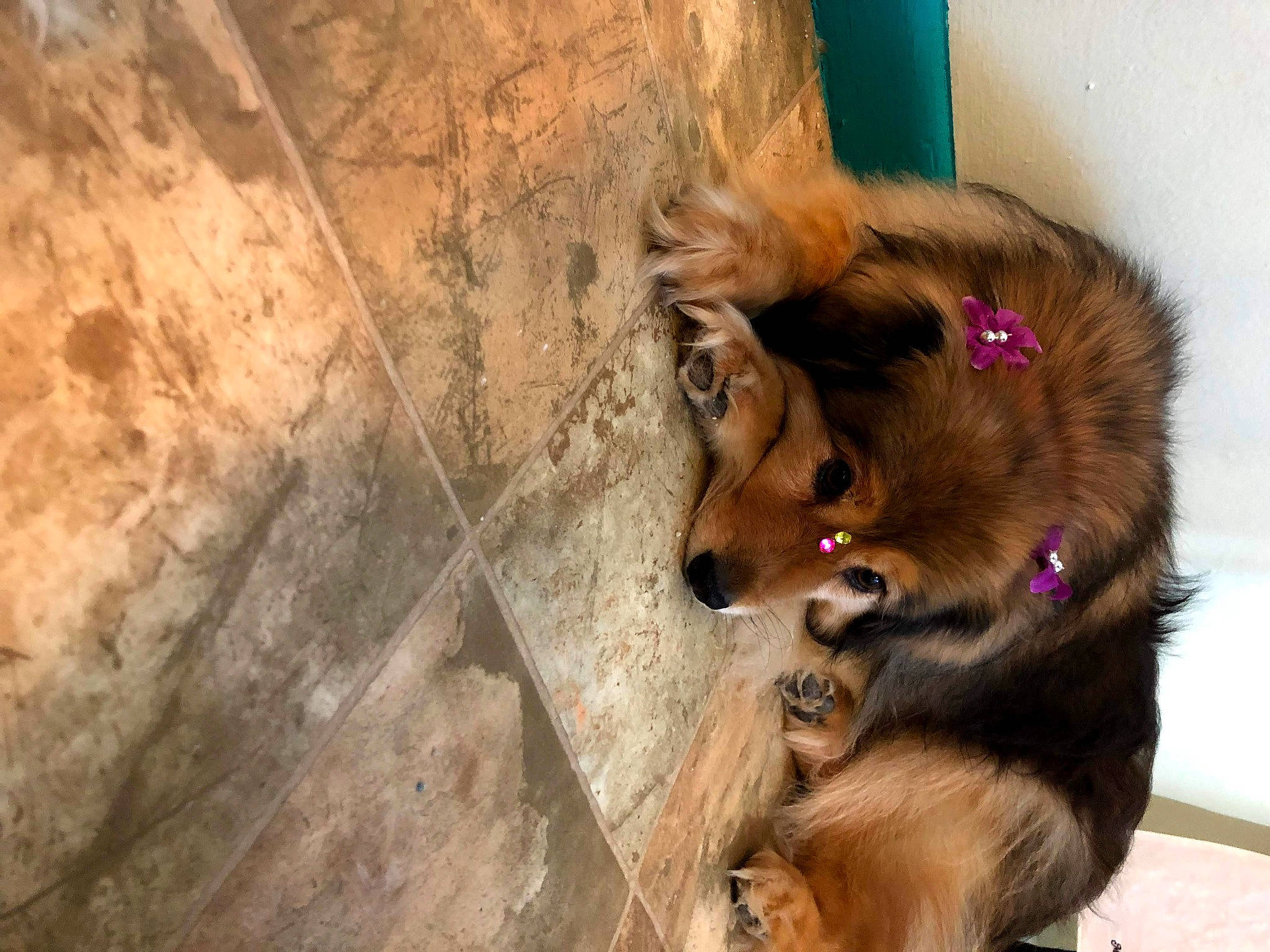 Nyx joined the competition — help win amazing prizes! brown, canidae, carnivore, collar, companion_dog, dog, dog_breed, dog_supply, fawn, fur, hardwood, liver, non_sporting_group, paw, pet_supply, snout, sporting_group, wood, working_animal, working_dog