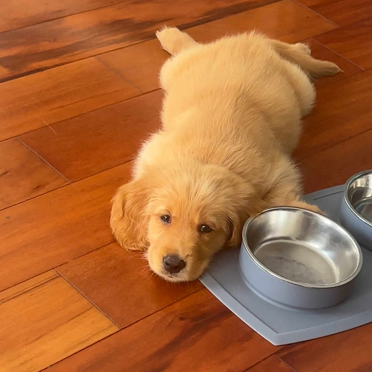 Cooper joined the competition — help win amazing prizes! animal, bowl, canine, cute, dog, domestic_animal, empty_bowl, floor, food_bowl, fur, golden_retriever, indoor, laying_down, pet, pet_care, puppy, resting, sleepy, wooden_floor, young
