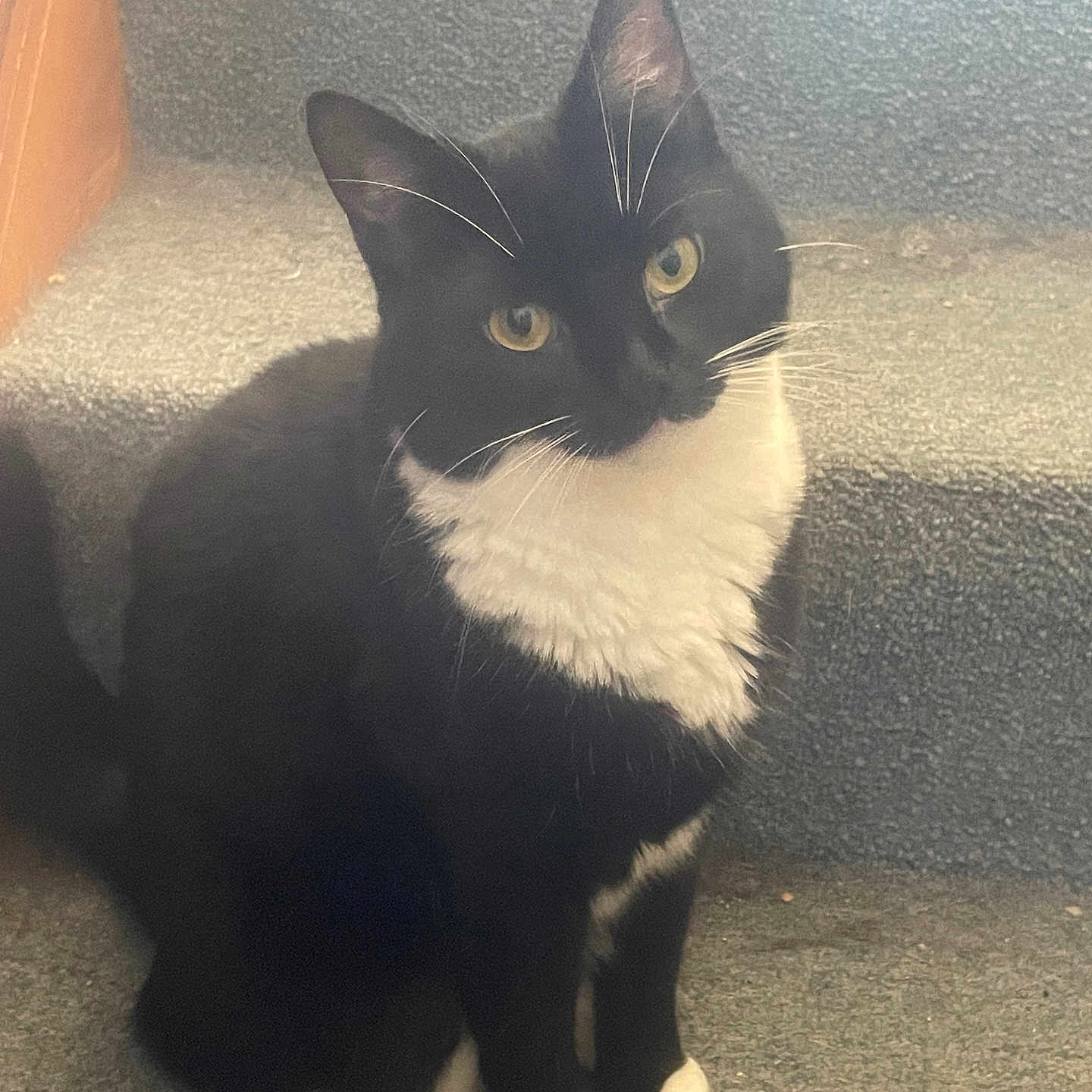 Mittens joined the competition — help win amazing prizes! animal, black_and_white, carpet, cat, companion, curious, cute, domestic_cat, eyes, feline, fur, head_tilt, indoor, mammal, paws, pet, sitting, stairs, tuxedo_cat, whiskers
