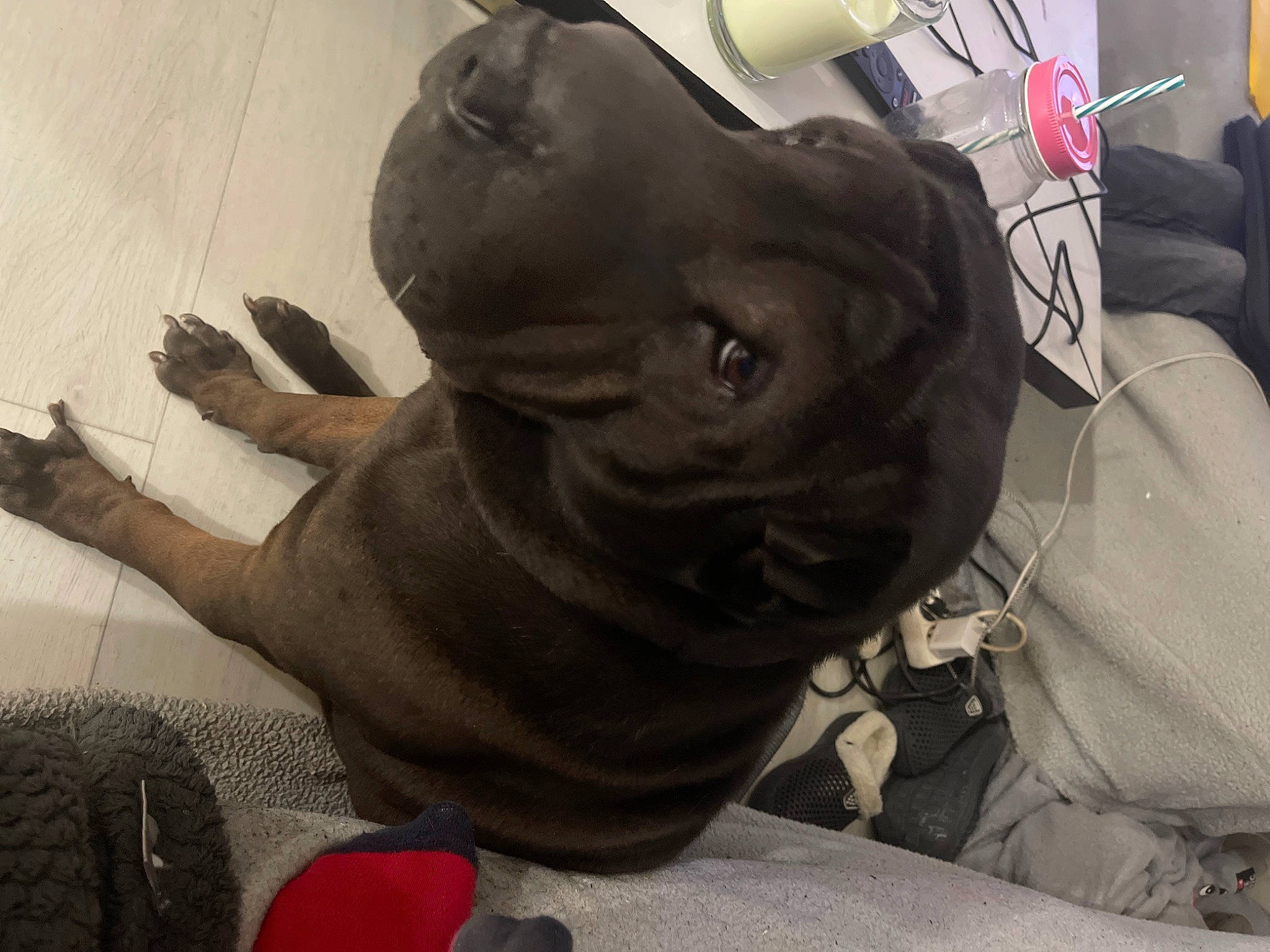 Nuzzo participe au concours pour gagner de l'argent avec cette photo : canidae, carnivore, collar, comfort, companion_dog, dog, dog_breed, dog_collar, fawn, gesture, guard_dog, liver, non_sporting_group, personal_protective_equipment, snout, sporting_group, terrestrial_animal, whiskers, working_animal, wrinkle