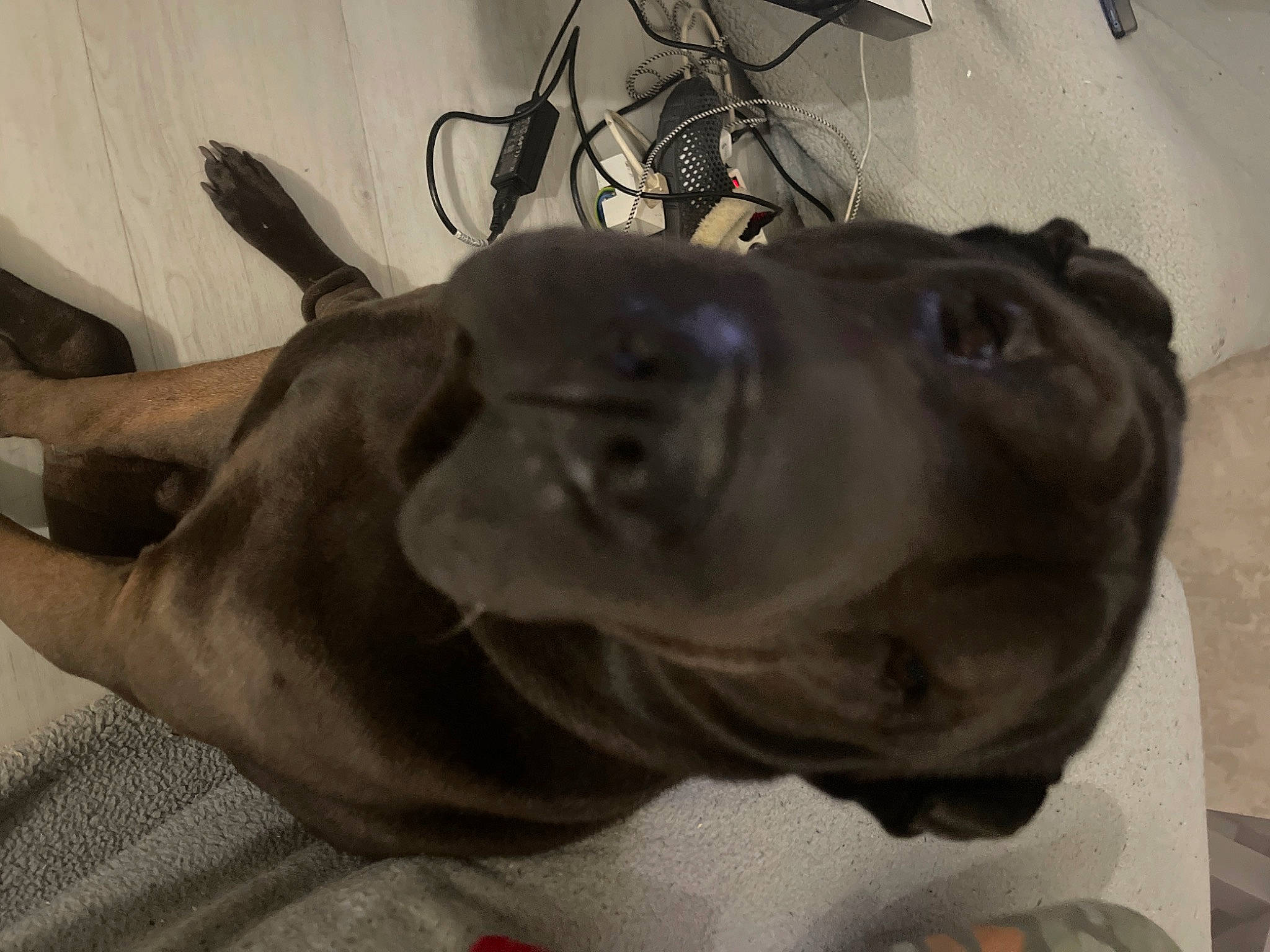 Nuzzo participe au concours pour gagner de l'argent avec cette photo : art, bronze_sculpture, carnivore, comfort, companion_dog, dog, dog_breed, fawn, felidae, jaw, liver, metal, sculpture, snout, sporting_group, statue, terrestrial_animal, whiskers, working_animal, wrinkle