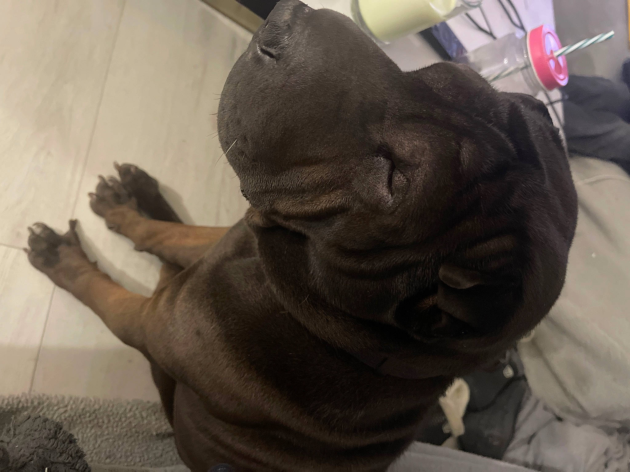 Nuzzo participe au concours pour gagner de l'argent avec cette photo : bulldog, canidae, carnivore, comfort, companion_dog, dog, dog_breed, fawn, fur, gesture, reptile, sculpture, snout, sporting_group, terrestrial_animal, thumb, toy, whiskers, working_animal, wrinkle
