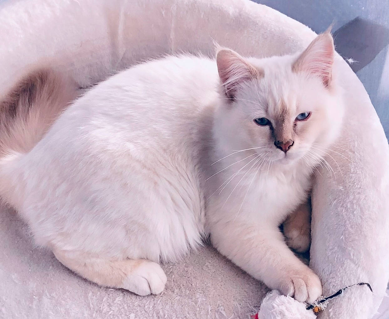 Roméo participe au concours pour gagner de l'argent avec cette photo : carnivore, cat, claw, comfort, felidae, fur, paw, small_to_medium_sized_cats, tail, terrestrial_animal, whiskers