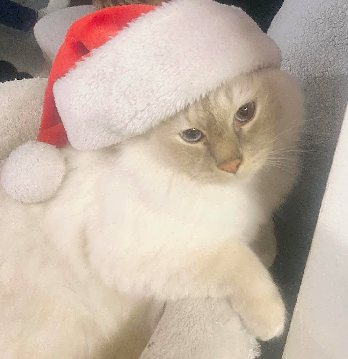 Roméo a rejoint le concours — aidez-le/la à gagner de superbes lots ! cap, carnivore, cat, costume_hat, felidae, fur, hat, paw, small_to_medium_sized_cats, snout, whiskers