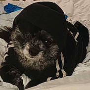 Smokey joined the competition — help win amazing prizes! dog, black_dog, hoodie, clothing, bed, blanket, cute, pet, animal, indoor, cozy, fur, portrait, laying_down, comfortable, small_dog, cute_pet, resting, looking_at_camera, soft