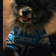 Smokey is registered to the contest to win money with this photo: black_fur, blue_jersey, carpet, close_up, cozy, cute, detroit, dog, eyes, fluffy, furry, indoor, low_light, nose, paws, pet_portrait, pomeranian, smile, sports_jersey, tongue_out