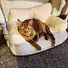 Blaze is registered to the contest to win money with this photo: cat, orange_tabby, feline, pet, animal, portrait, sitting, lounging, relaxed, face, whiskers, ears, striped_fur, tail, cream_chair, cushion, carpet, indoor, cozy, home