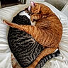 Blaze joined the competition — help win amazing prizes! cats, cat, tabby_cat, orange_cat, sleeping, cuddling, curled_up, pets, feline, fur, tail, ears, bed, bedding, indoors, cozy, relaxing, companionship, animal_photography, adorable