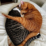 Blaze joined the competition — help win amazing prizes! cats, two_cats, sleeping, cuddling, curled_up, orange_cat, tabby_cat, striped_cat, fur, tail, ears, whiskers, animals, pets, bed, bedding, indoors, cozy, affection, relaxation