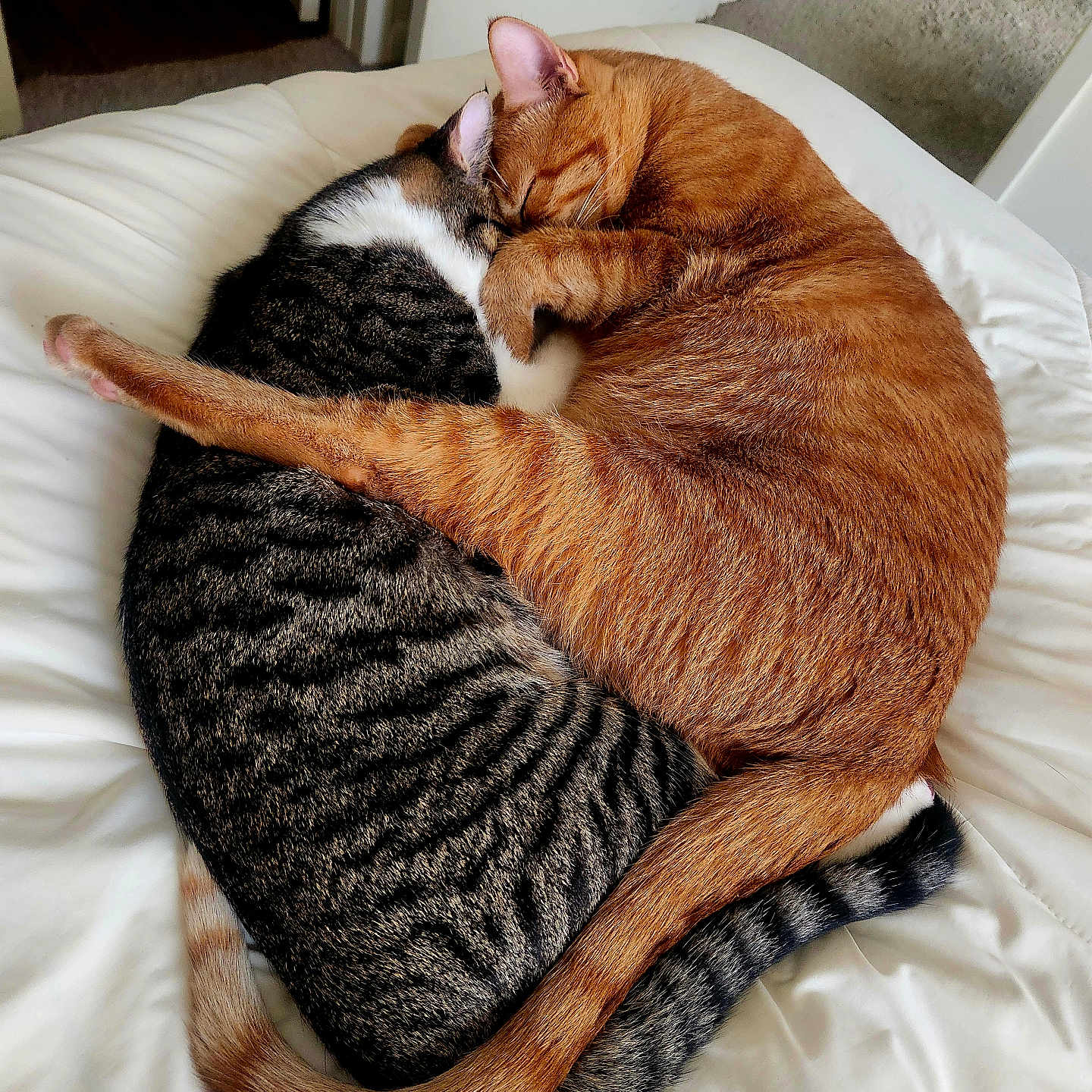 Blaze joined the competition — help win amazing prizes! cats, two_cats, sleeping, cuddling, curled_up, orange_cat, tabby_cat, striped_cat, fur, tail, ears, whiskers, animals, pets, bed, bedding, indoors, cozy, affection, relaxation
