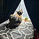 Nala Fierce Carmack