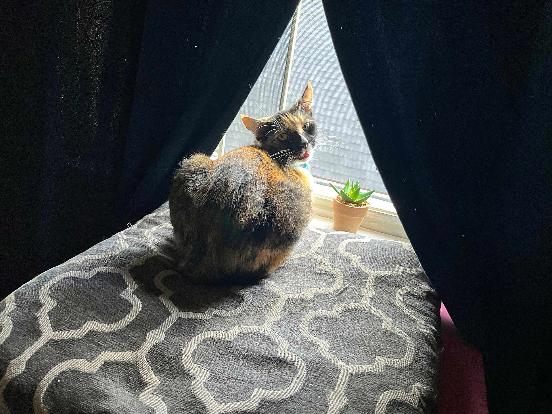 Nala Fierce Carmack is registered to the contest to win money with this photo: cat, calico, window, curtains, cushion, pattern, plant, succulent, indoor, pet, feline, fur, looking_back, light, shadow, cozy, home, animal, resting, mouth_open