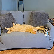 Nala Fierce Carmack is registered to the contest to win money with this photo: cat, orange_cat, calico_cat, couch, pillow, living_room, flooring, relaxed, stretching, furniture, indoor, pet, animal, fur, home, cozy, resting, two_animals, comfort, domestic