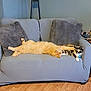 cat, orange_cat, calico_cat, couch, pillow, living_room, flooring, relaxed, stretching, furniture, indoor, pet, animal, fur, home, cozy, resting, two_animals, comfort, domestic