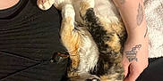Nala Fierce Carmack joined the competition — help win amazing prizes! cat, calico_cat, animal, pet, tattoo, arm, person, black_clothing, blanket, resting, indoor, cozy, feline, fur, paw, whiskers, comfort, closeup, relaxation, cuddle