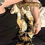 cat, calico_cat, animal, pet, tattoo, arm, person, black_clothing, blanket, resting, indoor, cozy, feline, fur, paw, whiskers, comfort, closeup, relaxation, cuddle