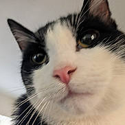 Mister is registered to the contest to win money with this photo: cat, close_up, black_and_white, whiskers, pink_nose, curious, pet, animal, feline, face, ears, indoor, portrait, cute, fur, eyes, looking, muzzle, soft