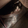 Mister is registered to the contest to win money with this photo: kitten, cat, storage_bag, curious, black_and_white, indoor, blanket, cozy, soft_lighting, peek, pet, animal, feline, container, floor, hiding, cute, small, domestic, young