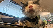 Mister joined the competition — help win amazing prizes! cat, close_up, black_and_white, pet, indoor, computer, monitor, desk, collar, bell, whiskers, fur, nose, relaxed, technology, workspace, electronics, screen, cute, portrait
