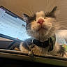 bell, black_and_white, cat, close_up, collar, computer, cute, desk, electronics, fur, indoor, monitor, nose, pet, portrait, relaxed, screen, technology, whiskers, workspace