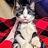 Mister joined the competition — help win amazing prizes! kitten, cat, animal, pet, black_and_white, paw, whiskers, nose, fur, hand, tattoo, blanket, red, checkered, indoor, close_up, cute, young, curious, soft