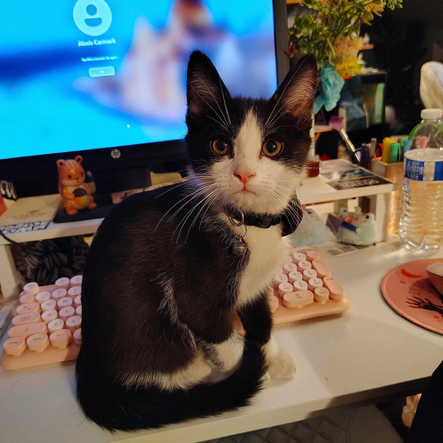 Mister
