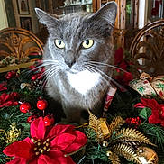 Tootsie is registered to the contest to win money with this photo: animal, cabinet, cat, christmas_decorations, decor, festive, glassware, golden_ornaments, gray_cat, greenery, holiday, holiday_season, indoor, pet, plant, poinsettia, red_flowers, table, whiskers, wooden_chair