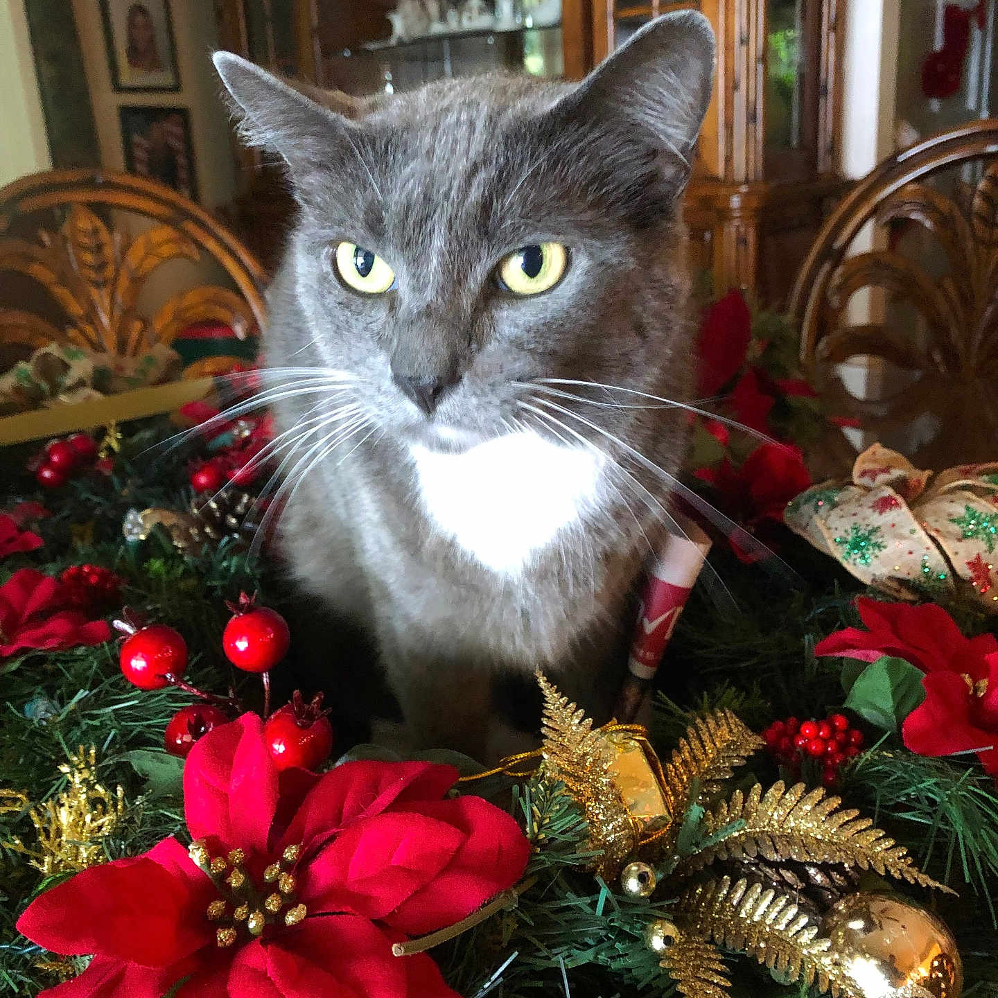 Tootsie