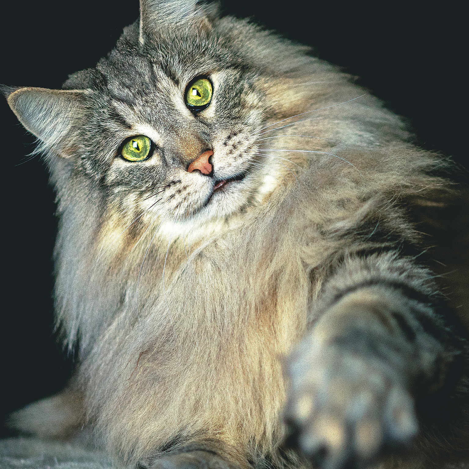 Sybelle a rejoint le concours — aidez-le/la à gagner de superbes lots ! animal, beautiful, cat, closeup, curious, cute, domestic_animal, feline, fluffy, furry, green_eyes, indoor, looking, mammal, paw, pet, playful, portrait, soft_fur, whiskers
