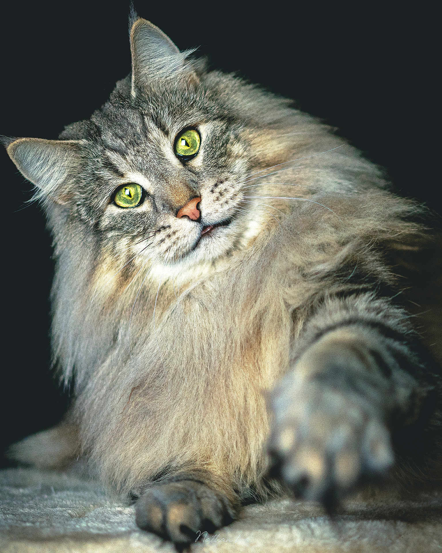 Sybelle a rejoint le concours — aidez-le/la à gagner de superbes lots ! cat, fluffy, green_eyes, paw, portrait, animal, feline, closeup, whiskers, soft_fur, indoor, cute, pet, mammal, domestic_animal, looking, curious, beautiful, furry, playful
