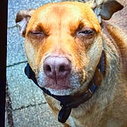 Bleu joined the competition — help win amazing prizes! dog, canine, pet, brown_dog, close_up, portrait, face, snout, nose, floppy_ears, collar, indoors, tile_floor, standing, looking_at_camera, sleepy, squinting, funny_expression, animal_photography, companion_animal
