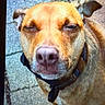dog, canine, pet, brown_dog, close_up, portrait, face, snout, nose, floppy_ears, collar, indoors, tile_floor, standing, looking_at_camera, sleepy, squinting, funny_expression, animal_photography, companion_animal