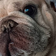 Gouda is registered to the contest to win money with this photo: animal, blanket, canine, close_up, cute, dog, domestic_animal, ear, eye, face, french_bulldog, fur, indoor, muzzle, pet, portrait, resting, snout, whiskers, wrinkles