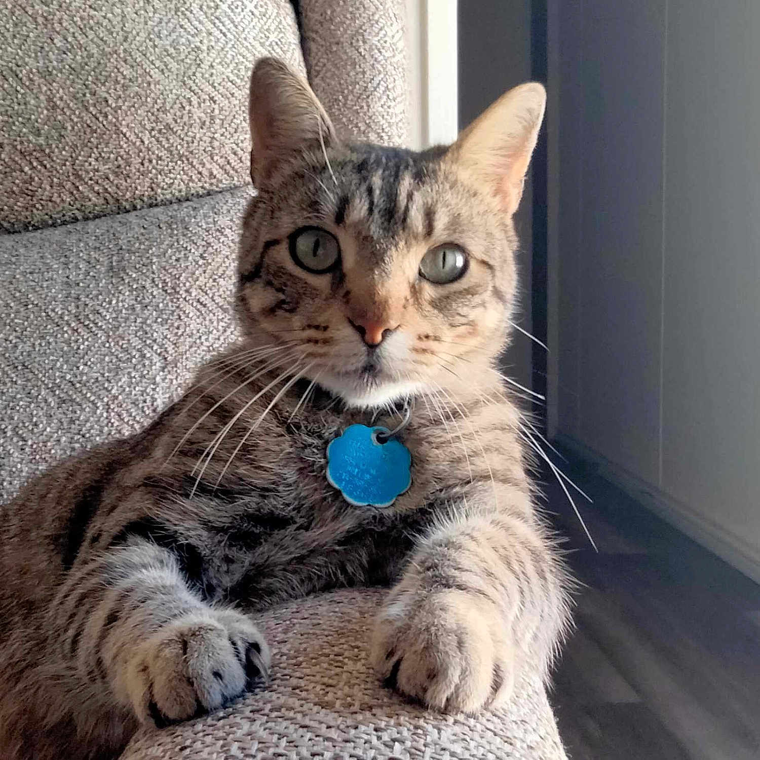 Marcelo is registered to the contest to win money with this photo: alert, animal, beige, cat, closeup, collar, couch, domestic, fur, furniture, home, indoor, paws, pet, portrait, relaxed, tabby_cat, tag, texture, whiskers