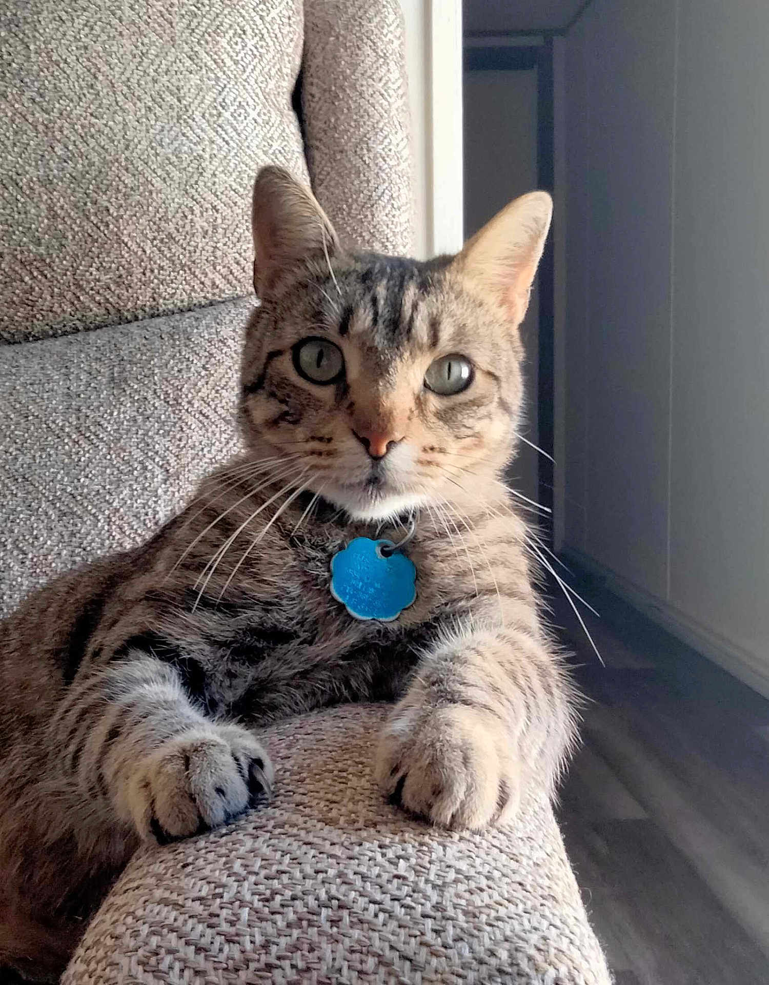 Marcelo is registered to the contest to win money with this photo: cat, tabby_cat, indoor, couch, furniture, pet, collar, tag, whiskers, paws, relaxed, alert, closeup, texture, beige, fur, animal, domestic, portrait, home