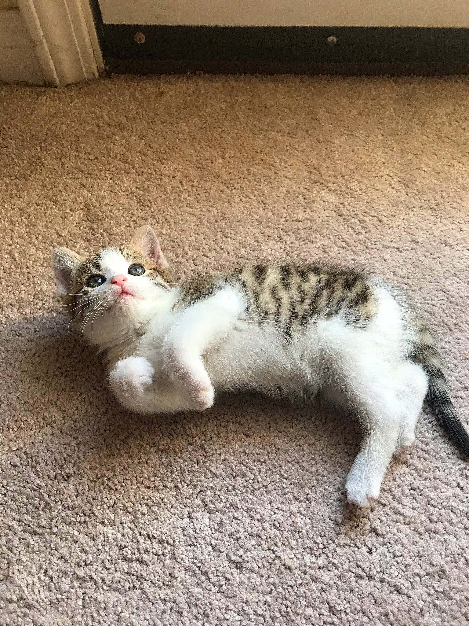 Amelia joined the competition — help win amazing prizes! carnivore, cat, claw, comfort, domestic_short_haired_cat, felidae, flooring, foot, fur, grey, mammal, paw, sitting, small_to_medium_sized_cats, snout, tail, terrestrial_animal, vertebrate, whiskers