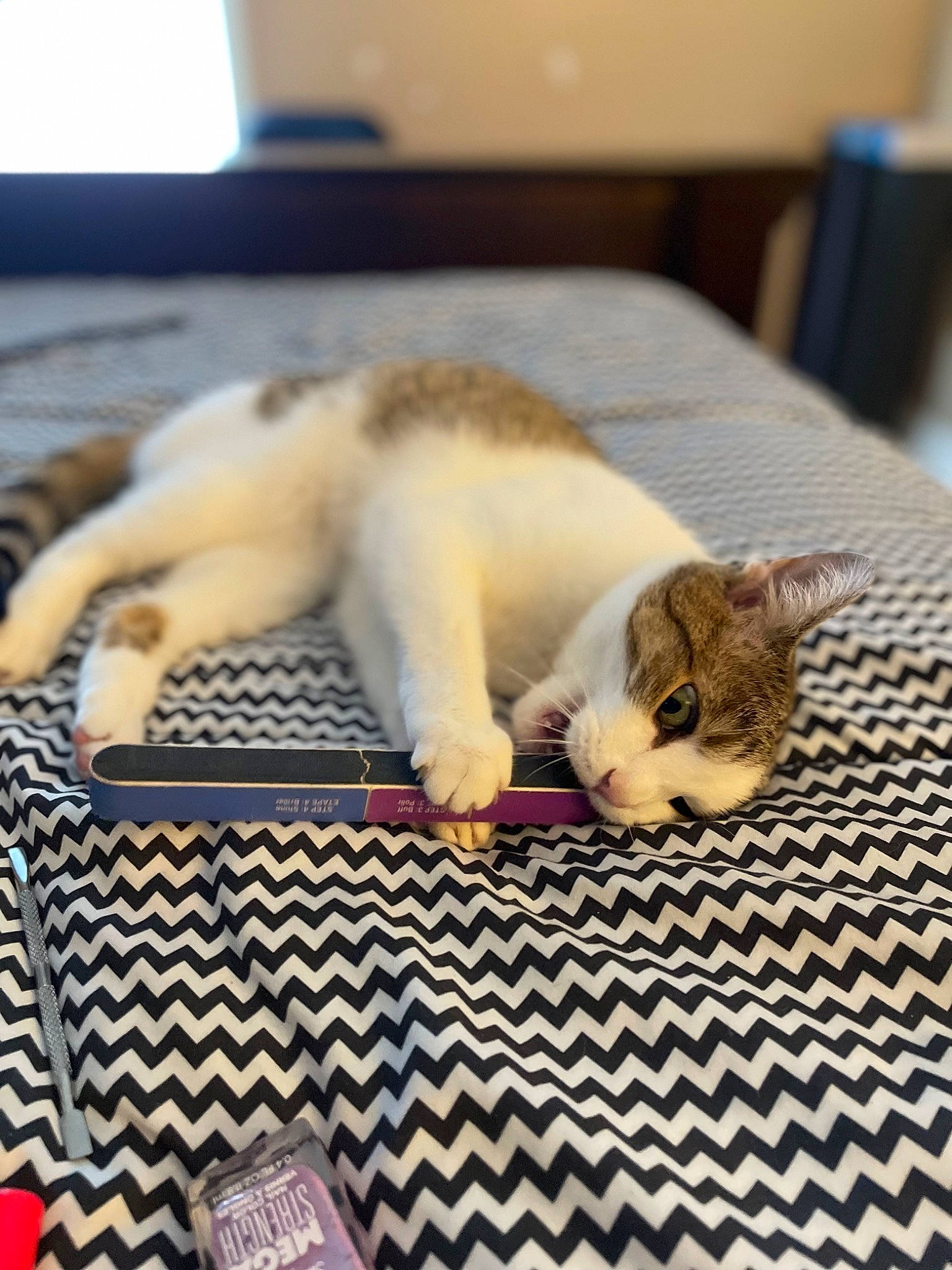 Amelia joined the competition — help win amazing prizes! carnivore, cat, claw, comfort, domestic_short_haired_cat, fawn, felidae, flooring, fur, linens, nap, pattern, paw, pet_supply, room, small_to_medium_sized_cats, snout, tail, whiskers, wood