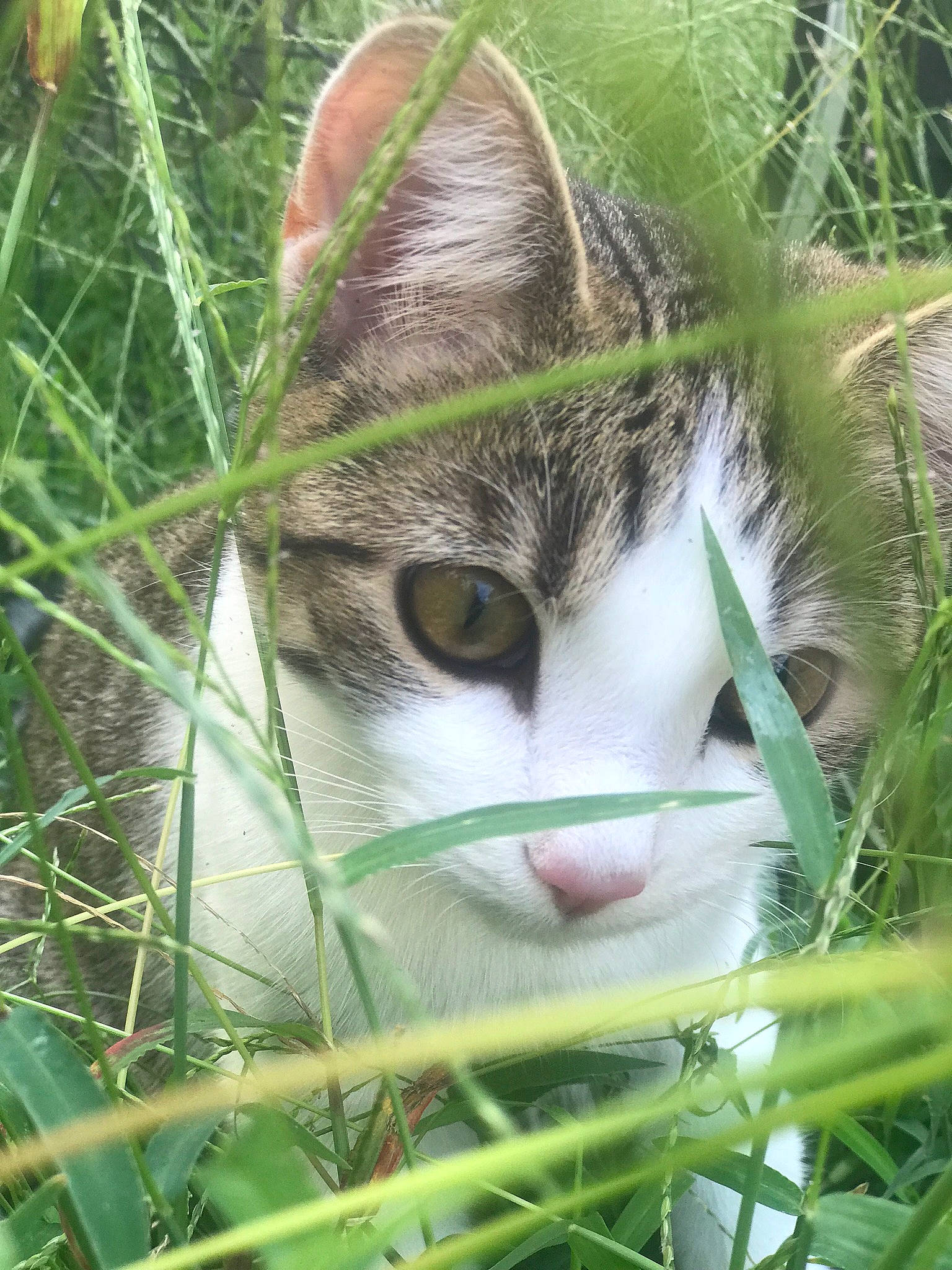Amelia is registered to the contest to win money with this photo: botany, carnivore, cat, close_up, eye, fawn, felidae, grass, grass_family, iris, nose, plant, small_to_medium_sized_cats, snout, terrestrial_animal, terrestrial_plant, tree, twig, vegetation, whiskers