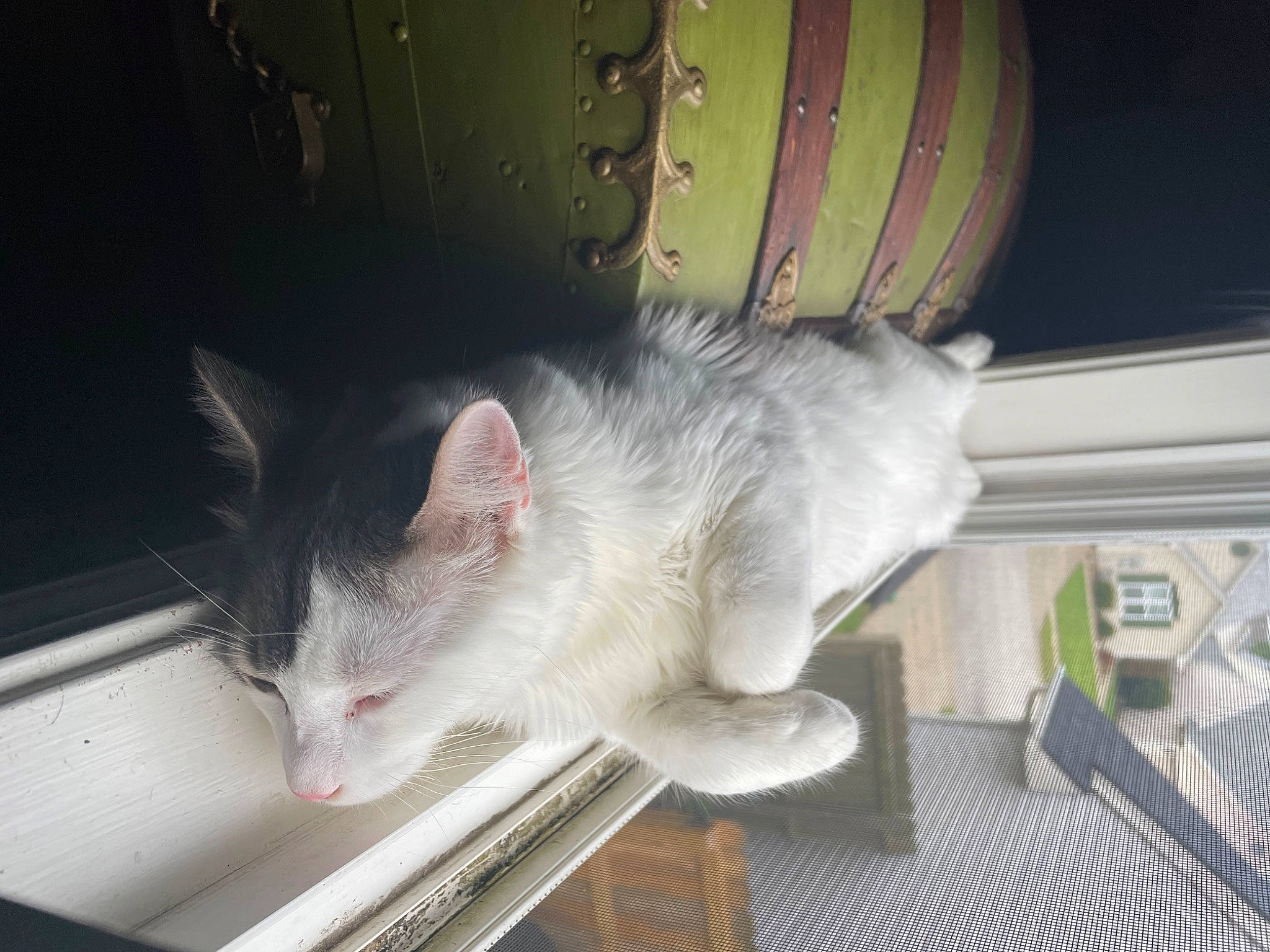 Oreo is registered to the contest to win money with this photo: carnivore, cat, claw, domestic_short_haired_cat, felidae, fur, paw, small_to_medium_sized_cats, snout, tail, whiskers, wood