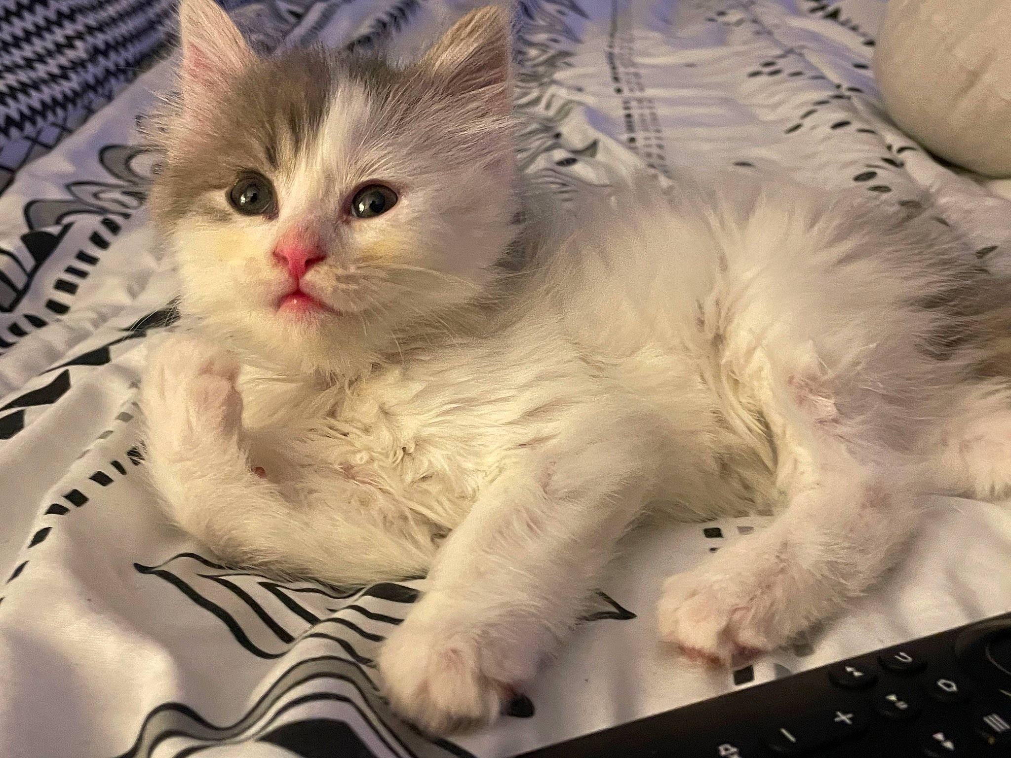 Oreo joined the competition — help win amazing prizes! carnivore, cat, claw, comfort, computer_keyboard, domestic_short_haired_cat, felidae, fur, paw, small_to_medium_sized_cats, whiskers