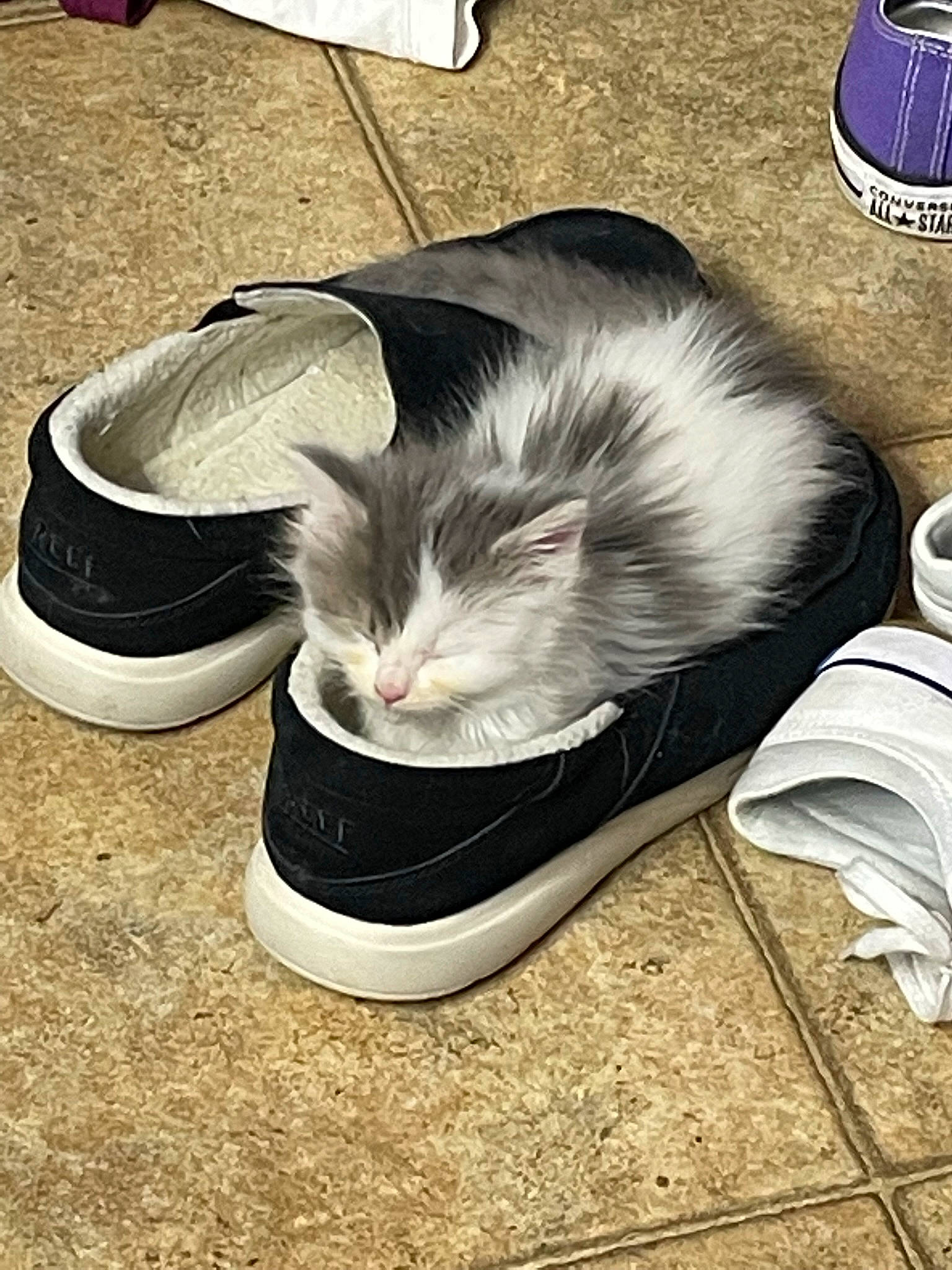 Oreo is registered to the contest to win money with this photo: canidae, carnivore, cat, claw, comfort, companion_dog, domestic_short_haired_cat, felidae, flooring, foot, fur, human_leg, nap, paw, shoe, small_to_medium_sized_cats, sneakers, snout, tail, whiskers