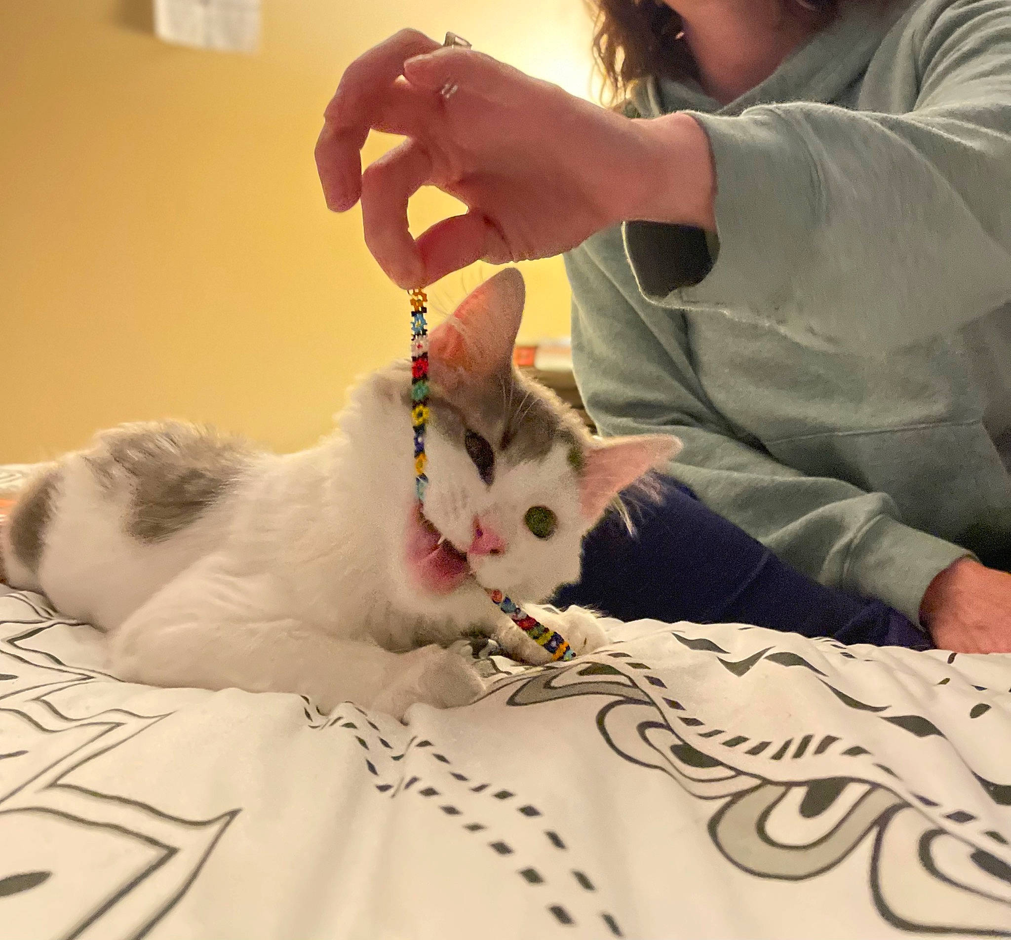 Oreo is registered to the contest to win money with this photo: arm, carnivore, cat, comfort, domestic_short_haired_cat, ear, felidae, fur, gesture, hand, happy, lap, linens, nail, paw, small_to_medium_sized_cats, t_shirt, textile, whiskers, white