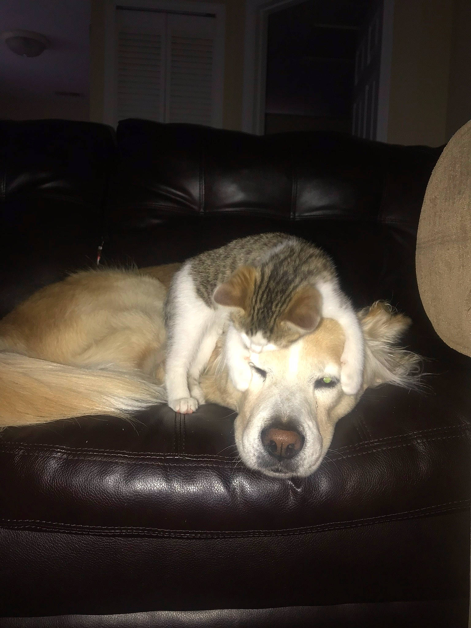 Harry is registered to the contest to win money with this photo: bored, carnivore, comfort, companion_dog, couch, dog, dog_breed, fawn, felidae, fur, living_room, nap, paw, room, small_to_medium_sized_cats, snout, tail, terrestrial_animal, tints_and_shades, whiskers