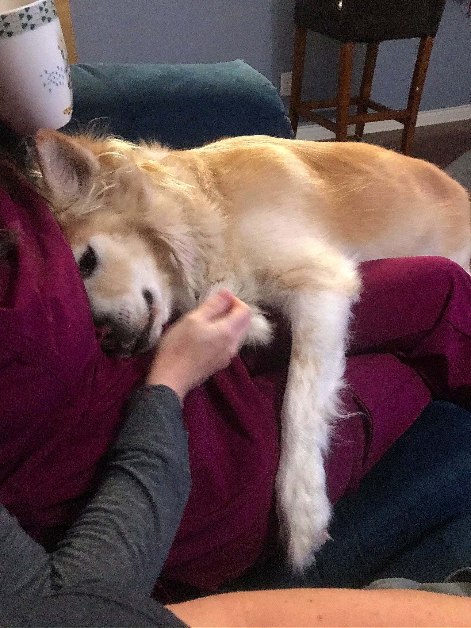 Harry joined the competition — help win amazing prizes! canidae, carnivore, chair, comfort, companion_dog, desk, dog, dog_breed, fawn, flooring, fur, furniture, nap, non_sporting_group, paw, sitting, sporting_group, table, tableware, whiskers