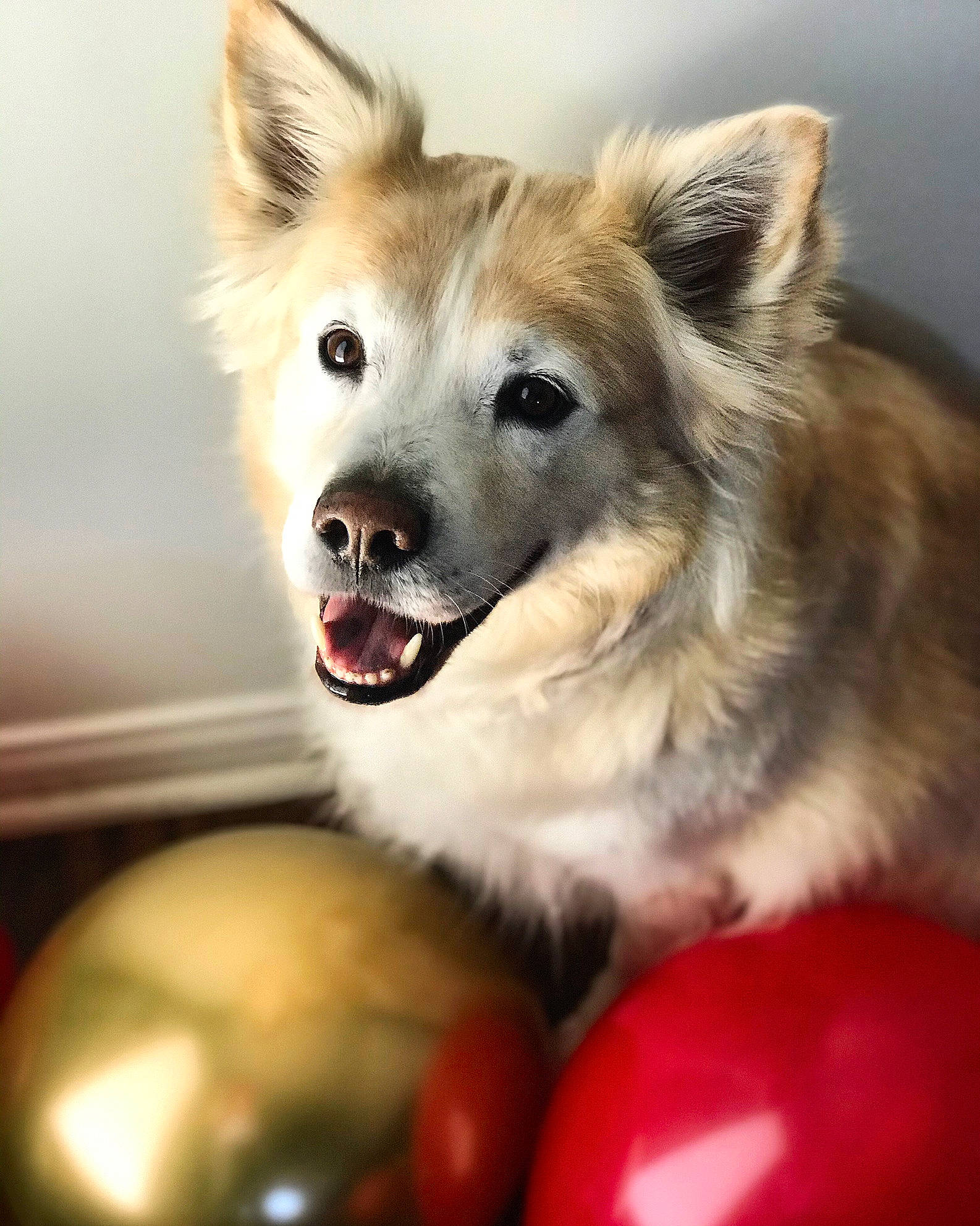 Harry joined the competition — help win amazing prizes! canidae, carnivore, clock, collar, companion_dog, dog, dog_breed, dog_collar, ear, event, fang, fawn, fur, happy, jaw, paw, plant, snout, sporting_group, whiskers