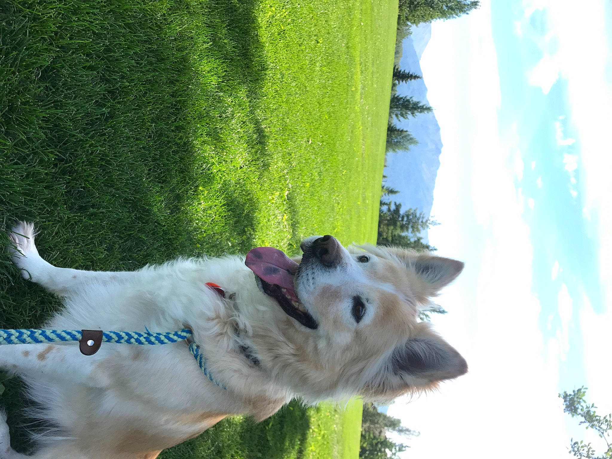 Harry is registered to the contest to win money with this photo: canidae, carnivore, cloud, collar, companion_dog, dog, dog_breed, dog_collar, fawn, giant_dog_breed, grass, green, plant, sky, sporting_group, tail, tree, whiskers, working_animal, working_dog