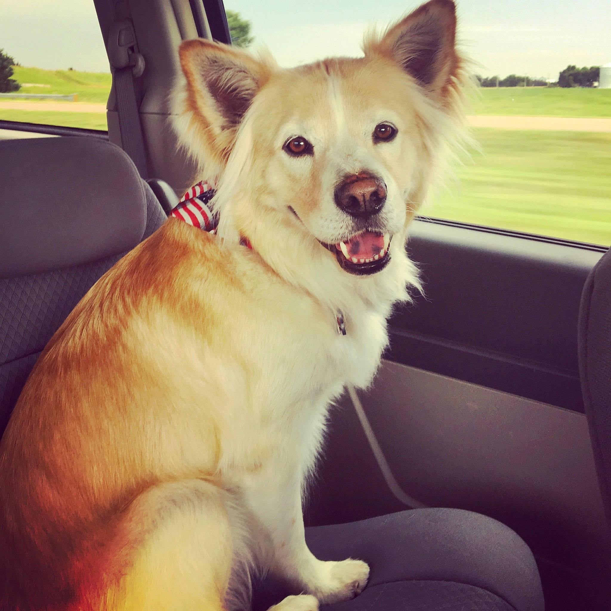 Harry is registered to the contest to win money with this photo: car, carnivore, collar, companion_dog, dog, dog_breed, dog_collar, fawn, fur, happy, light, plant, sky, snout, tail, tints_and_shades, vehicle, vehicle_door, windshield, working_animal