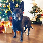 Gus is registered to the contest to win money with this photo: alert, animal, black_dog, celebration, christmas_lights, christmas_tree, cute, decorations, dog, festive, gifts, holiday, holiday_season, indoor, lights, ornaments, pet, pine_tree, star_topper, wooden_floor